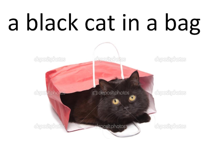 a black cat in a bag. 