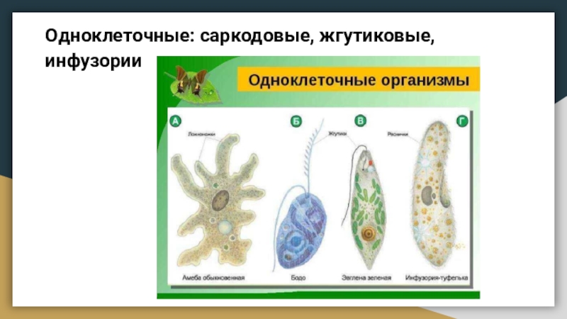 Одноклеточные организмы 5 класс презентация