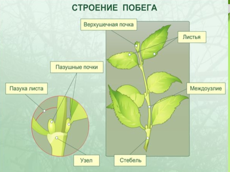 Биология 6 класс стебель презентация