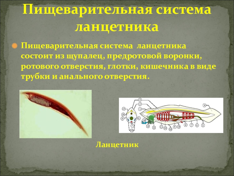 Пищеварительная система ланцетника. Строение пищеварительной системы ланцетника. Функции пищеварительной системы ланцетника. Пищеварительная система Лан.