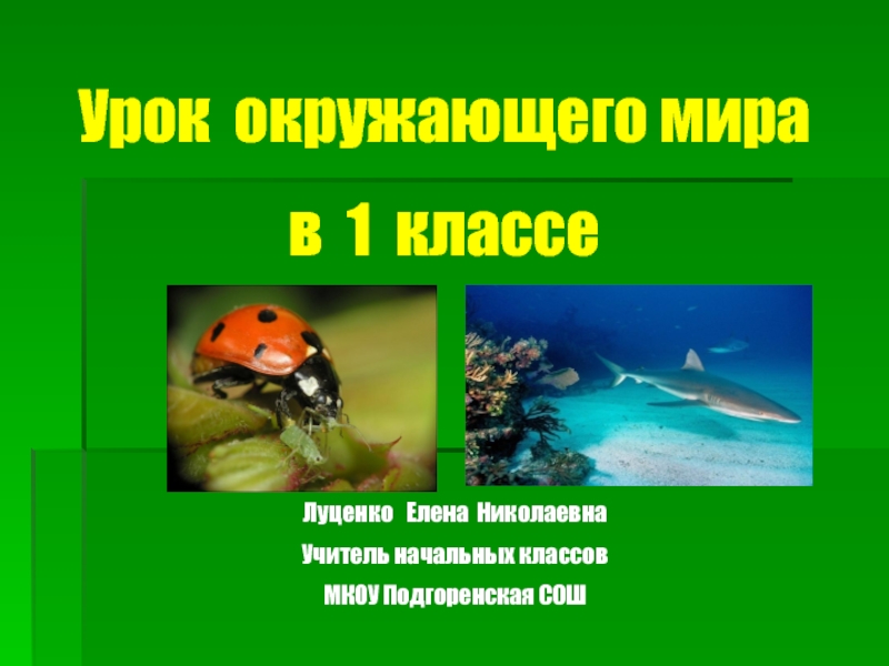 Презентация Презентация к уроку окружающего мира на тему Кто такие насекомые? Кто такие рыбы?