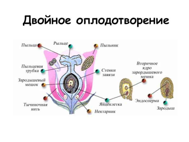 Проект на тему оплодотворение