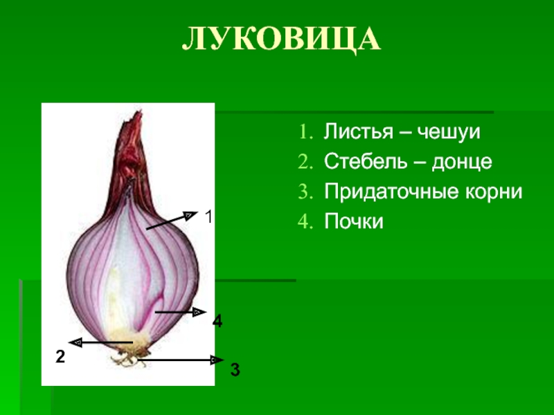 На рисунке подпишите названия частей луковицы биология 6 класс