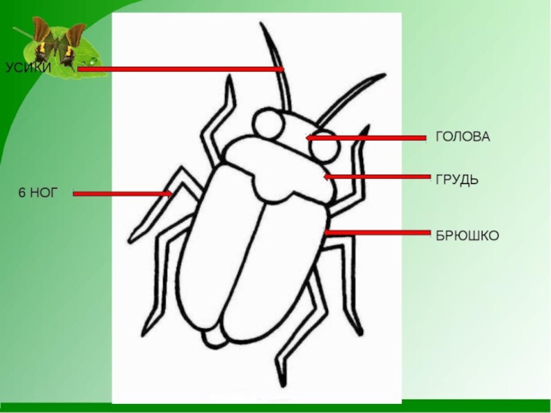 Сделайте подписи к рисунку. Части тела насекомых. Голова грудь брюшко. Части тела насекомых для детей 1 класса. Строение насекомых 1 класс.