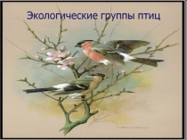 Экологические группы птиц
