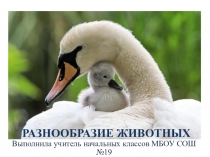 ПРЕЗЕНТАЦИЯ К УРОКУ ОКРУЖАЮЩИЙ МИР НА ТЕМУРАЗНООБРАЗИЕ ЖИВОТНОГО МИРА