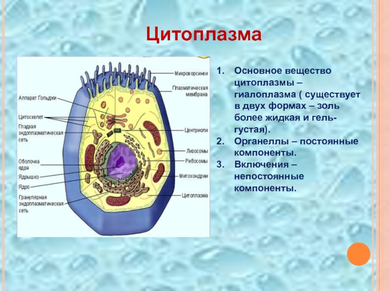 Каково значение цитоплазмы структуры в жизнедеятельности клетки. 10. Цитоплазма. Строение структуры цитоплазмы.