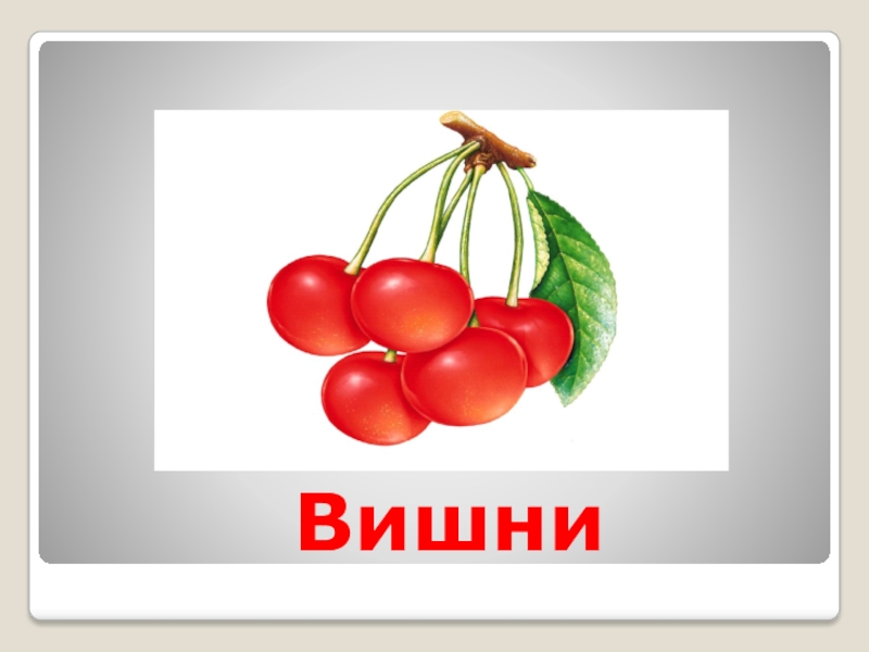 Слово вишневый. Вишня презентация для детей. Вишня текст. Черешня слово. Вишня картотека.