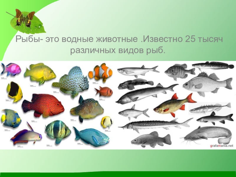 Разнообразие рыб. Морские рыбы для детей. Японский хирург acanthurus japonicus. Рыбы пресноводные и морские для детей. Виды рыб животных.