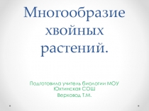 Презентация по биологии меогообразие хвойных растений
