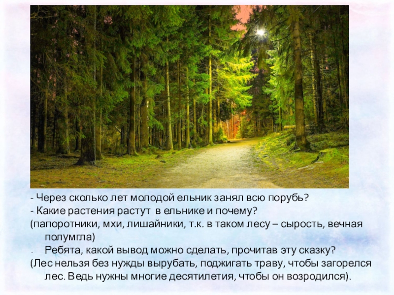 Сколько лет сибиряку. Ельник почему и. Сколько растут Ельники год. Проект о Корсаковском ельнике. Стихи молодой ельник.