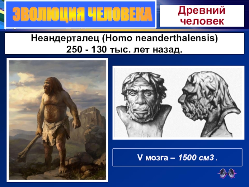ЭВОЛЮЦИЯ ЧЕЛОВЕКАДревний человекНеандерталец (Homo neanderthalensis)250 - 130 тыс. лет назад.V мозга – 1500 см3 .