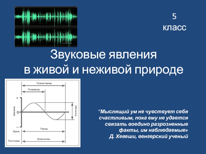 Звуковые явления. Звуковые явления в живой и неживой природе. Звуковые явления примеры. Звуковые явления физика.