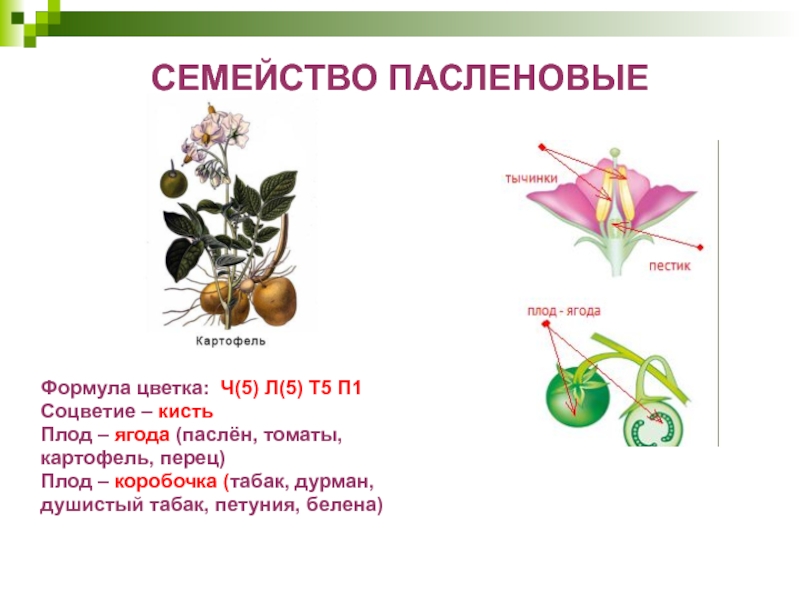 СЕМЕЙСТВО ПАСЛЕНОВЫЕФормула цветка: Ч(5) Л(5) Т5 П1Соцветие – кистьПлод – ягода (паслён, томаты, картофель, перец)Плод – коробочка (табак, дурман,душистый табак,