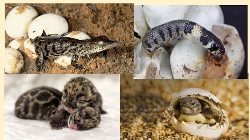 крокодильчики вылупляются из яиц. какие животные вылупляются из яиц. крольчата из яиц вылупляются. вылупление улиток. вылупление цыплят.