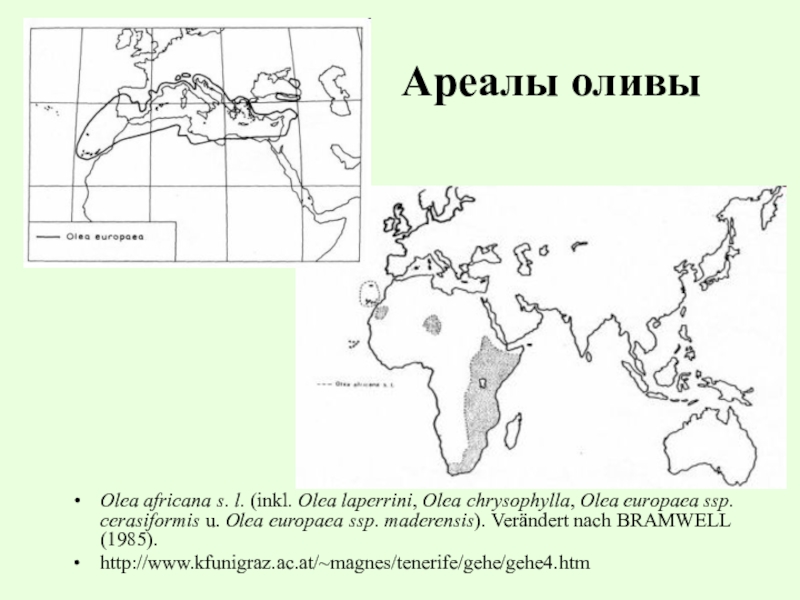 Где растут оливки карта - 90 фото