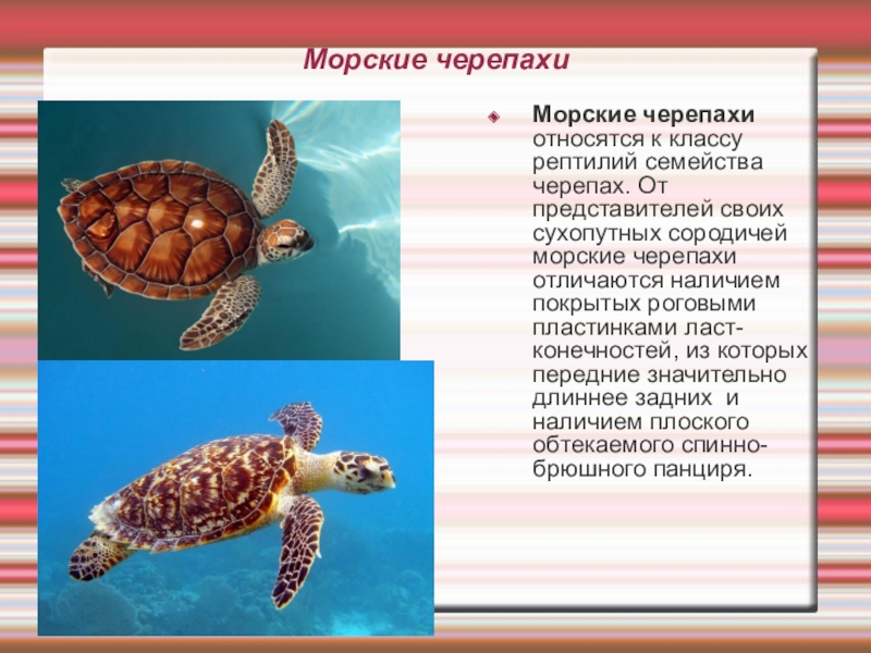 Какие черепахи относятся к морским