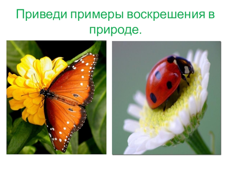 Приведи примеры природы. Примеры воскрешения в природе. Приведи пример. Возобновление жизни в природе. Воскрешение в природе.