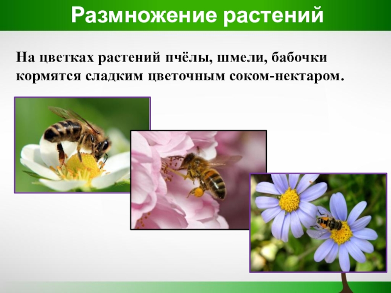 3 класс презентация размножение. На цветках растений пчелы шмели бабочки кормятся сладким цветочным. На цветках растений пчёлы шмели бабочки. На цветках пчелы шмели и бабочки кормятся. Опыление растений 3 класс окружающий мир.