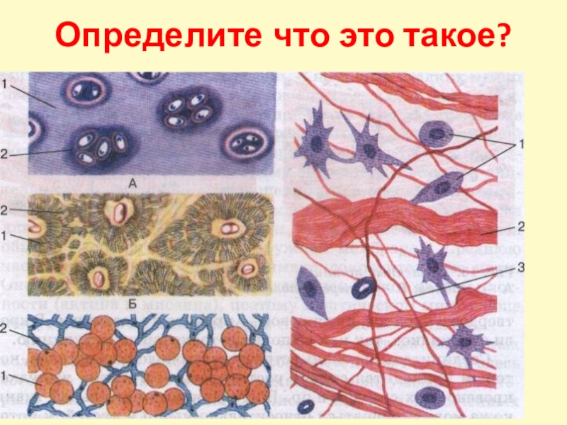 Рисунок группы клеток. Соединительная ткань человека анатомия. Соединительные ткани биология 8. Рис 17 соединительные ткани. Ткань 1)  соединительная 2)  эпителиальная.