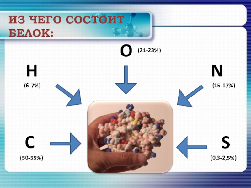 Белок состоит из 2. Из чего состоят белкиэ. Из чего состоит белок. Белки состоят из. Из чего состоит белок химический.