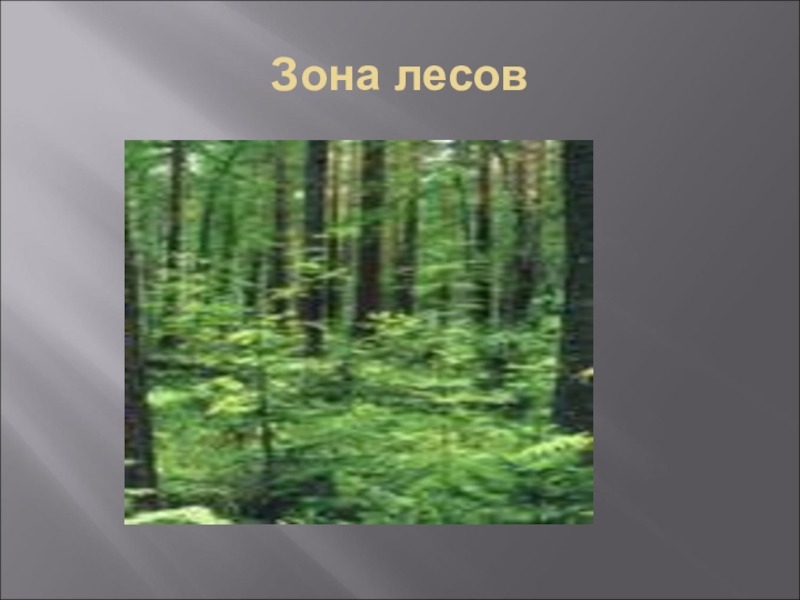 Лесная зона 4 класс окружающий. Зона лесов. Зона лесов окружающий мир. Лесные зоны окружающий мир. Растительный мир зоны лесов.