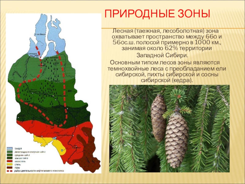 В пределах каких природных зон расположена сибирь. Лесоболотная зона Западной Сибири. Природные зоны Западно сибирской равнины на карте. Природные зоны Западно сибирской равнины. Растительность таежной лесоболотной зоны.