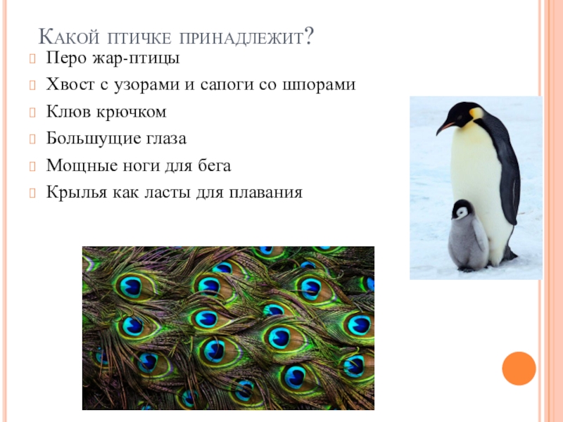 Какой глаз принадлежит птице. Птица киви презентация. Птица у которой нет крыльев единственная. Животные которые летают птицы. У какой птицы нет крыльев.