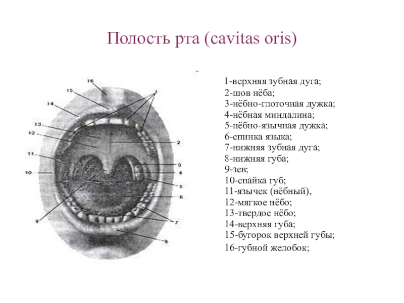 Небо на латыни. Полость рта анатомия на латинском. Спайка губ анатомия латынь.