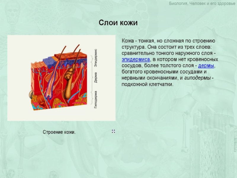 Кожа наружный покровный орган 8 класс презентация