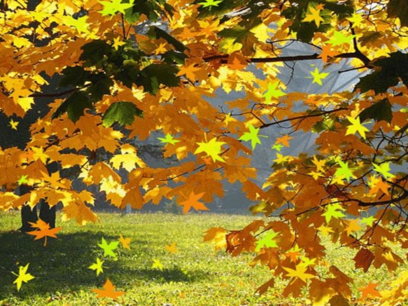Вот и осень пришла опустели леса песня. Осенние листья кружатся. Листья золотые. Природа осень листья кружит. Листопад картинки для детей.