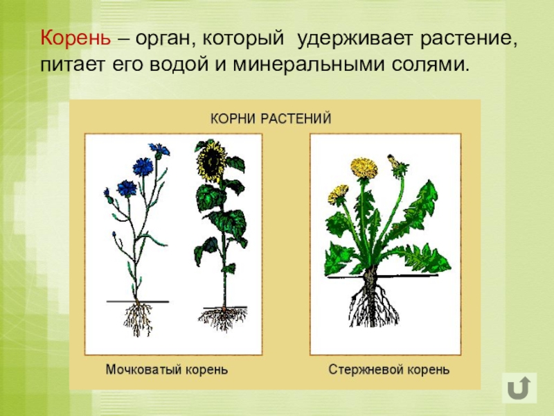Специализированные органы растений. Органы растений. Органы растений корень. Полярность растений. Классификация органов растений.