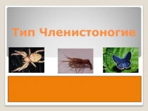 Презентация по биологии на тему:Членистоногие