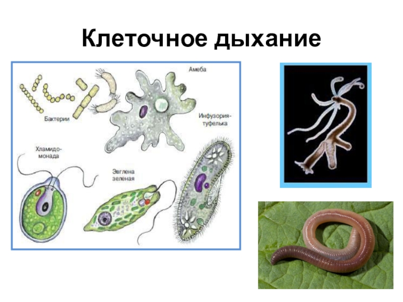 Клеточное дыхание схема егэ