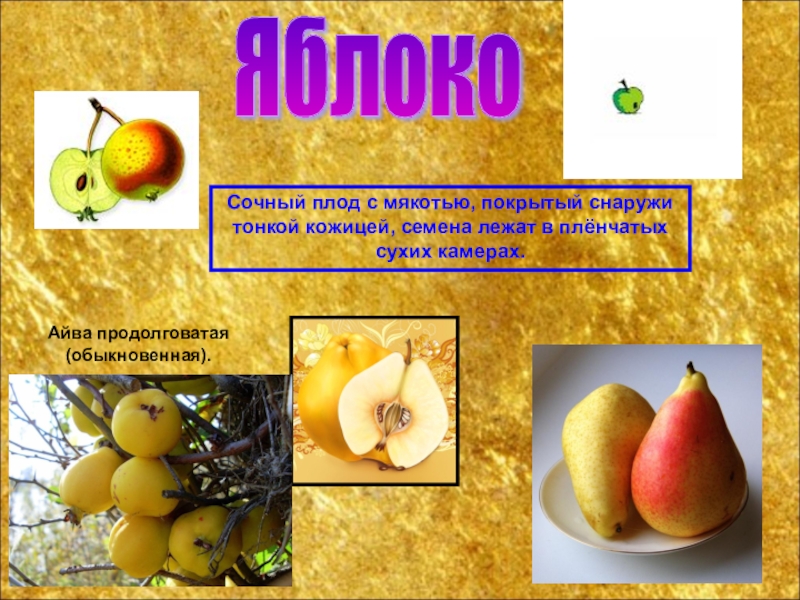 Назовите сочные плоды. Сочные плоды. Сочный плод яблоко. Плод яблока биология 6 класс. Сочные плоды яблоня.