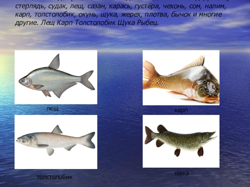Виды донской рыбы фото с названиями