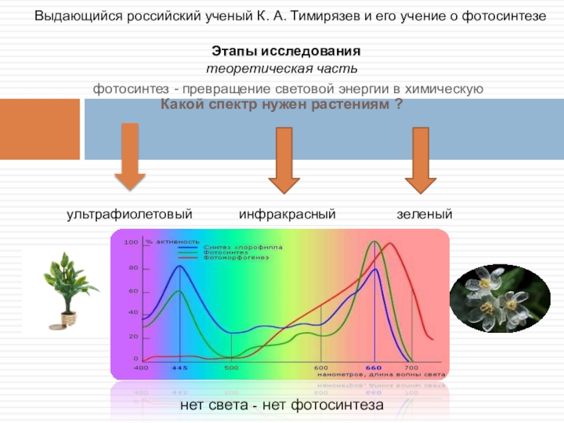 Как изменится интенсивность дыхания и интенсивность фотосинтеза. Какой спектр нужен растениям. Спектр лучей для фотосинтеза. Влияние света на фотосинтез. Влияние освещения на фотосинтез.