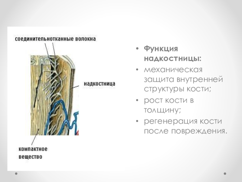 Надкостница покрывает