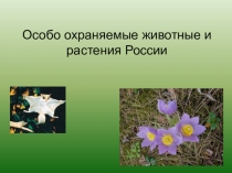 Особо охраняемые животные и растения России