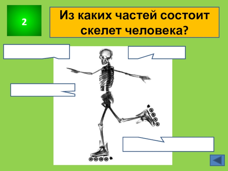 Из каких частей состоит скелет. Из каких частей состоит скеле. Из каких частей состоит скелет человека 3 класс. Видео из каких частей состоит скелет человека.