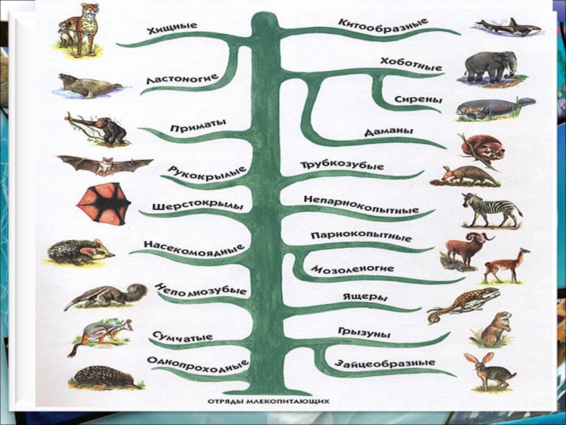 Млекопитающие являются одним из классов животных. Класс млекопитающие 7 класс биология. Задания по теме млекопитающие биология 7 класс. Карточки по биологии 7 млекопитающие. Задания по теме класс млекопитающие 7 класс.