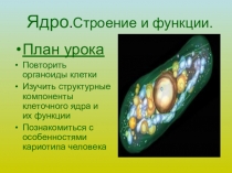 Презентация по биологии на тему: Строение ядра