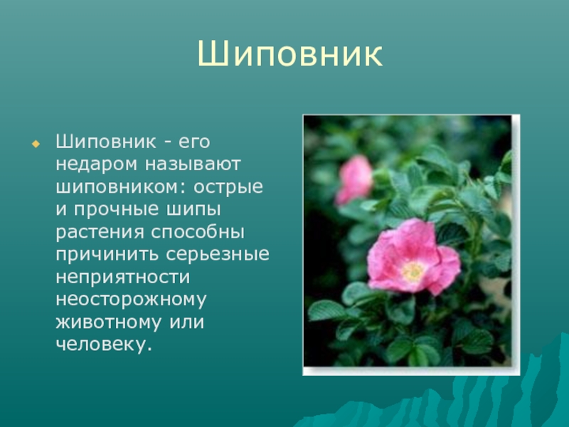 Объясните почему шиповник так назван. Шиповник 3 класс. Почему растения назвали шиповник и тысячелистник. Сообщение о шиповнике 3 класс. Почему растение так названо.