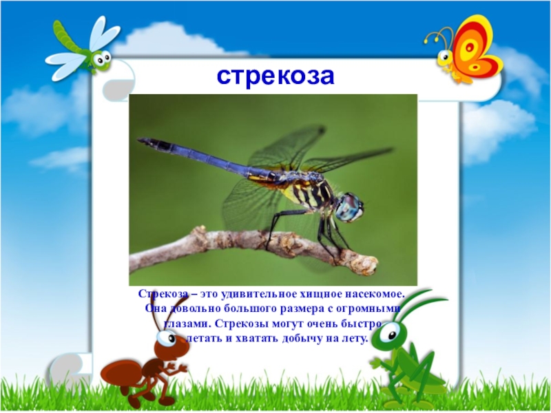 Стрекоза 2 класс. Загадка про стрекозу. Загадка про стрекозу для детей. Загадка о стрекозе для дошкольников. Презентация Стрекоза 2 класс.