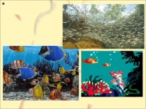 Презентация по биологии на тему Классы рыб: хрящевые и костные (7 класс)