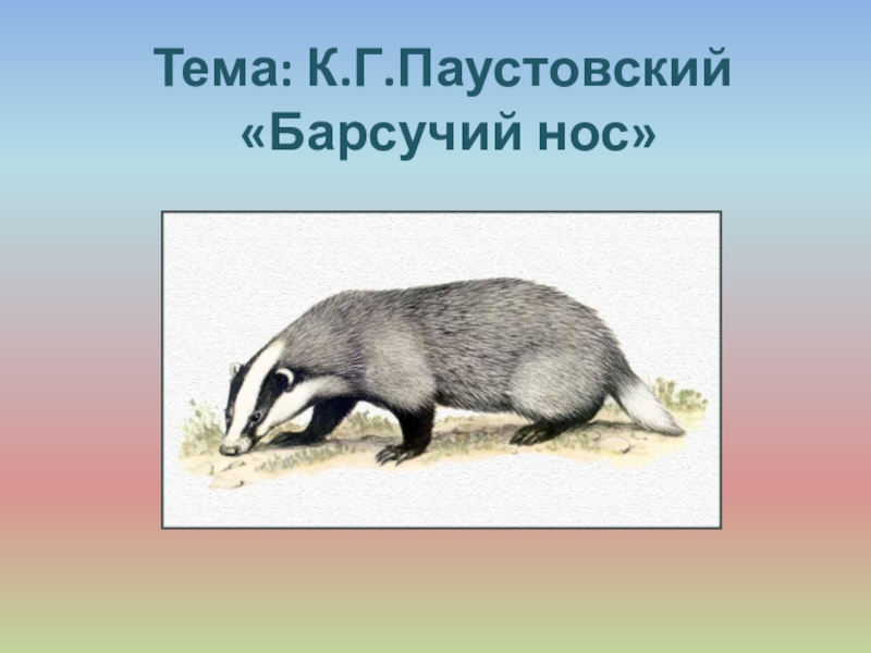 Паустовский барсучий нос. Барсучий нос план. Паустовский барсучий нос раскраска. Барсучий нос Паустовский план. Барсучий нос план рассказа.