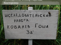 Исследовательская работа на тему Можно ли вырастить хлеб в домашних условиях?