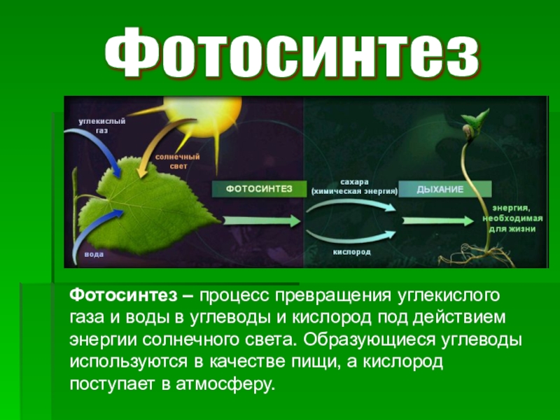 Фотосинтез материал. Фотосинтез растений. Фотосинтез фотография. Восстановление в фотосинтезе. Фотосинтез это процесс превращения.