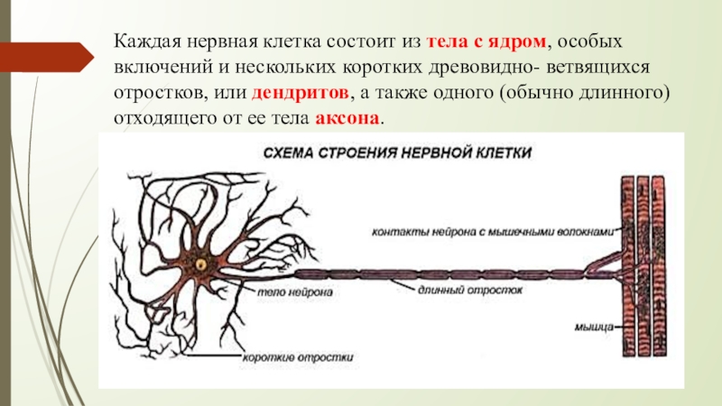 Нервная ткань строение. Строение мышечной и нервной ткани. Нервная ткань схема. Нервная ткань состоит из клеток. Схема нервной ткани человека.