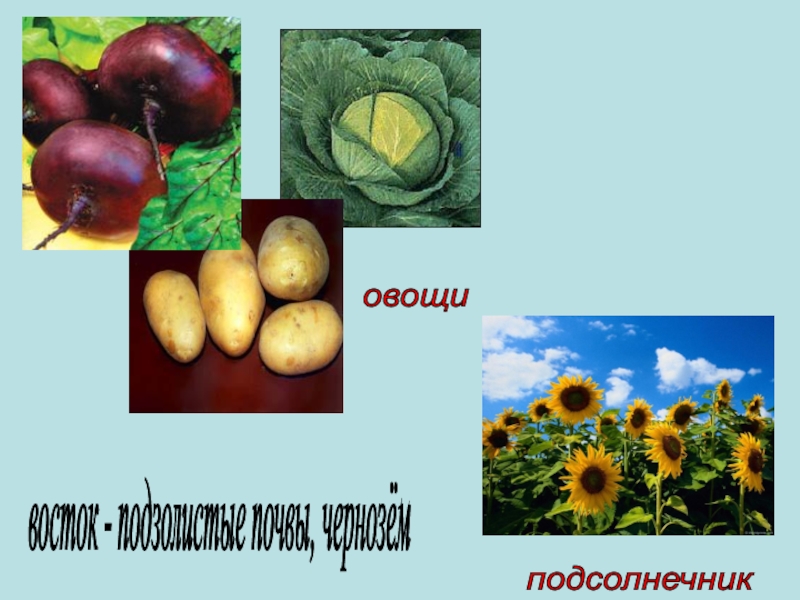 Почвы краснодарского. Что растет на черноземных почвах. Почвы Краснодарского края. Презентация на тему почвы Краснодарского края. Подсолнух овощная культура.